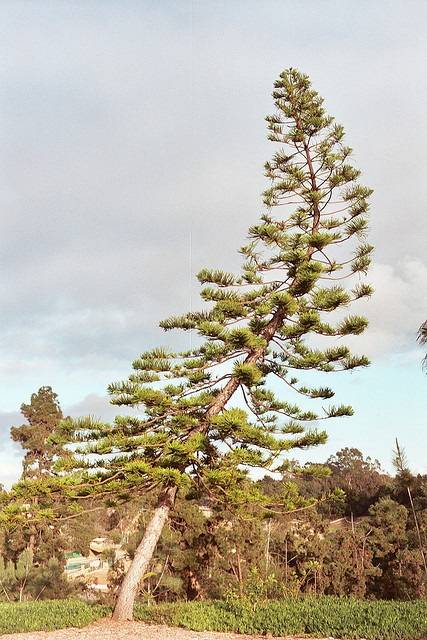 Scoliosis tree